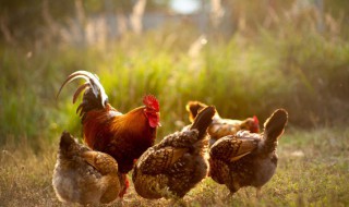 梦见卖鸡是什么意思 梦见卖鸡代表什么