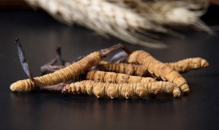 虫草暂时不吃怎么保存的 虫草的保存方法