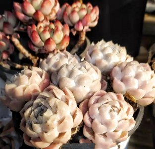 比较高档的多肉品种名称 10种高颜值多肉值得入手