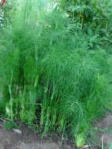 茴香几月份种植最好 小茴香播种时间和管理方法