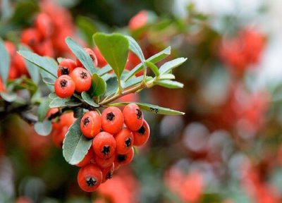 火棘果特点 火棘果的功效与作用