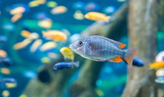 金鱼新手养殖注意事项 新手养殖金鱼需要些什么