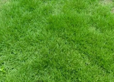 剪股颖草坪优缺点 剪股颖品种生长特性及种植养护技术