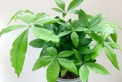 怎么能让发财树叶子越来越绿 发叶子怎样才能浓绿油油的