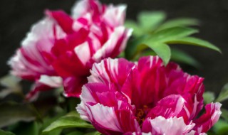 玄关挂牡丹好不好 玄关挂牡丹好吗