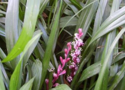 吉祥草的功效与作用图片及禁忌 吉祥草的药用价值