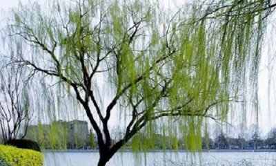 柳树是什么季节开的花 柳树要怎么种植长得好