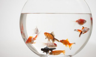 小观赏鱼多久喂一次食 小观赏鱼喂鱼食时间