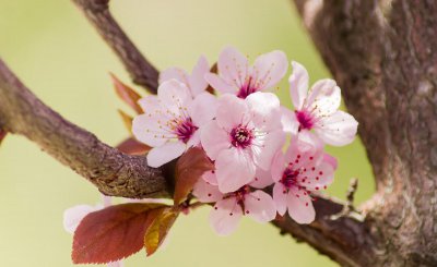 梅花为什么不能在家里养 梅花不能放室内养护的原因