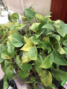 整盆绿萝叶子发黄怎么回事 家养绿萝黄叶怎么补救