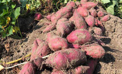 怎么样才能让红薯长得更好 红薯高产种植与栽培技术