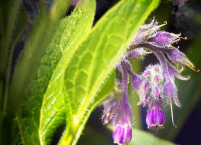 石斛花期时间 石斛花期是什么时候