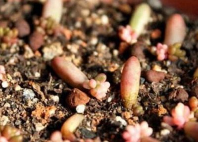 虹之玉修剪方法 虹之玉长高了怎么修剪