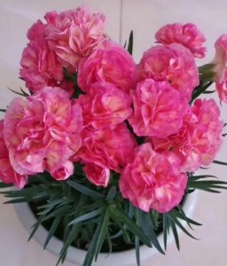 康乃馨有几种颜色分别是什么 7种颜色康乃馨代表的含义