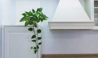 最常见室内植物有哪些方面 最常见的室内植物有什么