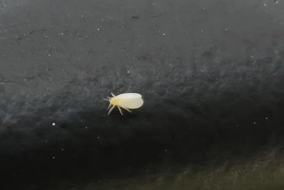 小白虫像灰尘是什么虫 空气中的小白虫像灰尘是什么虫