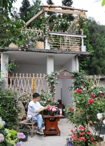 移栽月季花苞垂头挽救方法 买来的月季花苞垂头怎么办