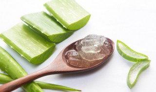 怎么辨别芦荟胶的好坏 辨别芦荟胶品质好坏的方法介绍