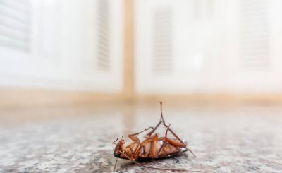 大蟑螂是怎么进入家里的 怎么可以把蟑螂彻底消灭干净