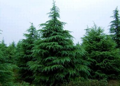 雪松是乔木还是灌木 雪松是乔木还是灌木植物