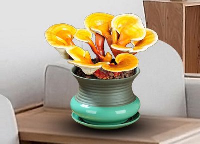 灵芝储存方法 灵芝保存方法