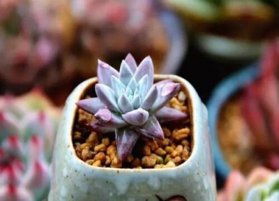 仙女杯夏天晒太阳 仙女杯怎么度夏安全