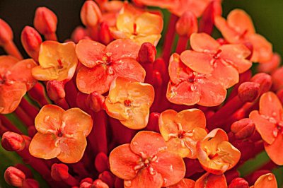 金牛座有什么特点和性格 金牛座表象乐观却深藏悲伤