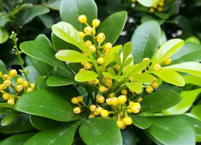 米兰养殖方法 米兰的养殖方法和注意事项有哪些