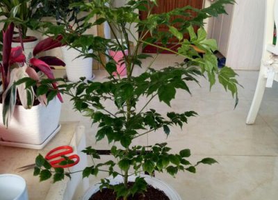 平安树喜阴还是喜阳 平安树喜阴还是喜阳光的植物