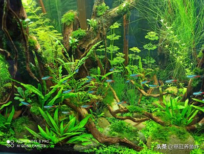 草缸适合养什么鱼合适 草缸里养什么观赏鱼好繁殖又美观