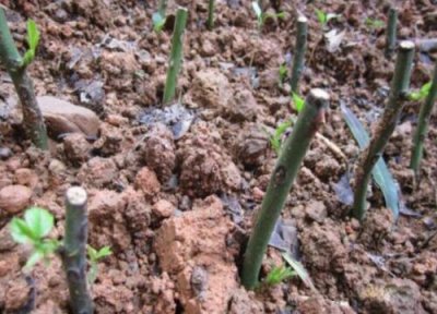 扦插生根剂的使用方法 扦插花卉植物浸泡生根剂的技巧