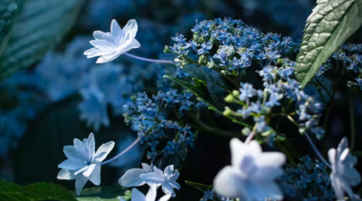 巨蟹什么象星座 善于冷战的星座却城府极深