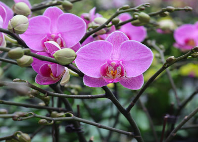 蝴蝶兰养殖方法详细技巧 蝴蝶兰怎么浇水养护才能更旺盛