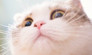 猫咪性格怎么培养安静开朗 猫咪性格如何培养安静开朗