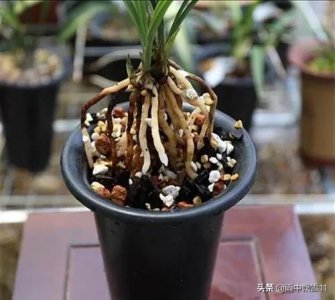 兰花长水晶头是不是服盆了 兰花上盆一个月服盆的现象