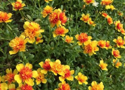 重楼什么季节种植最好 几月份种植最佳