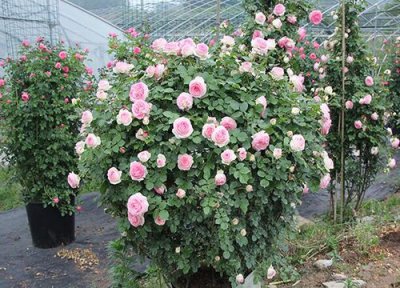 红木香花期时间 红木香花期是什么时候