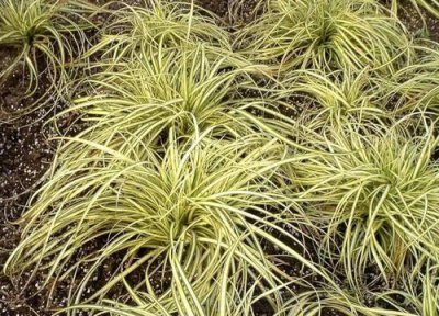 石菖蒲黄叶是怎么回事 叶尖发黄枯萎原因与处理方法