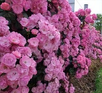 十大经典藤本月季品种图片 总结10种经典的藤本月季