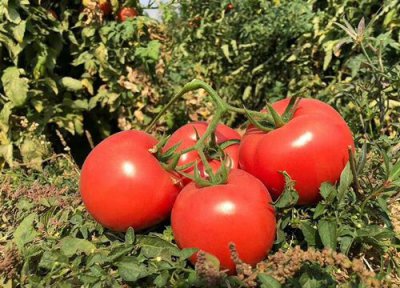 西红柿是水果吗 属于水果还是蔬菜