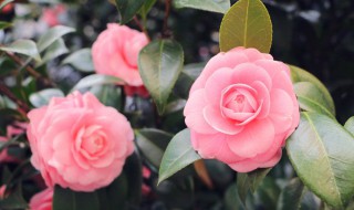 冬天有哪些室内盆栽 冬天有什么室内盆栽