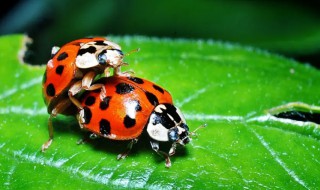 常见瓢虫品种有哪些 常见瓢虫介绍
