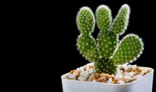 卫生间放什么物件辟邪 哪些东西放在浴室里面可以辟邪