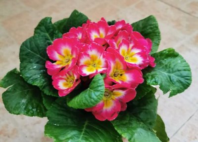 报春花怎样组盆 组盆技巧