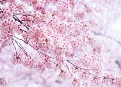 樱花象征着什么意义 代表着什么含义