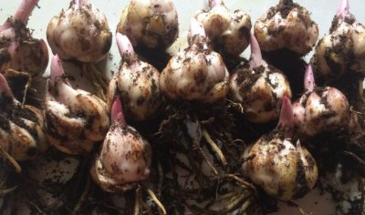 水培的百合可以拿来土养吗 水培百合怎么移植到土里种植