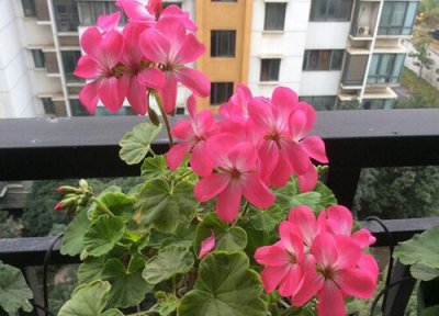 天竺葵生长习性 天竺葵的养殖方法和注意事项有哪些