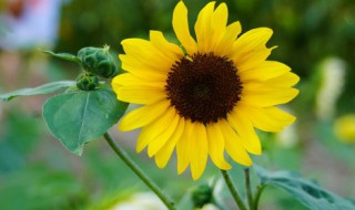 领导升迁适合送什么花束 领导升职祝贺花束