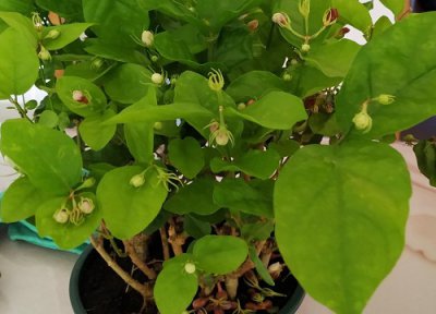 茉莉花发的新芽要剪掉吗 春季茉莉花新芽新枝的处理方法