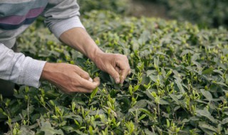 红茶适合什么地方种植 红茶茶树适合什么样的环境生长